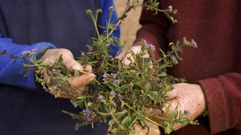 Drought, fire, floods. Then weeds.