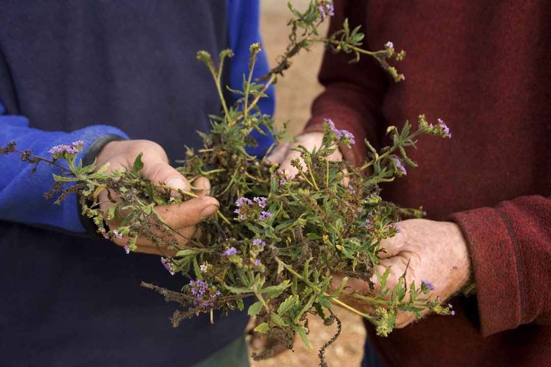 Blue heliotrope weeds in NSW