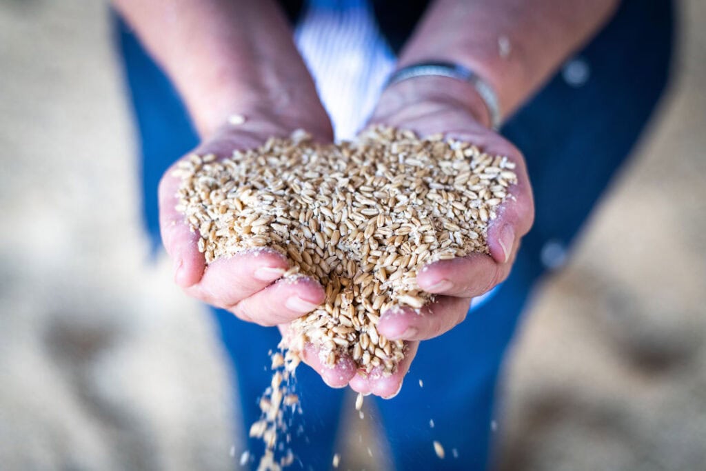 Grain growers holding damaged grain