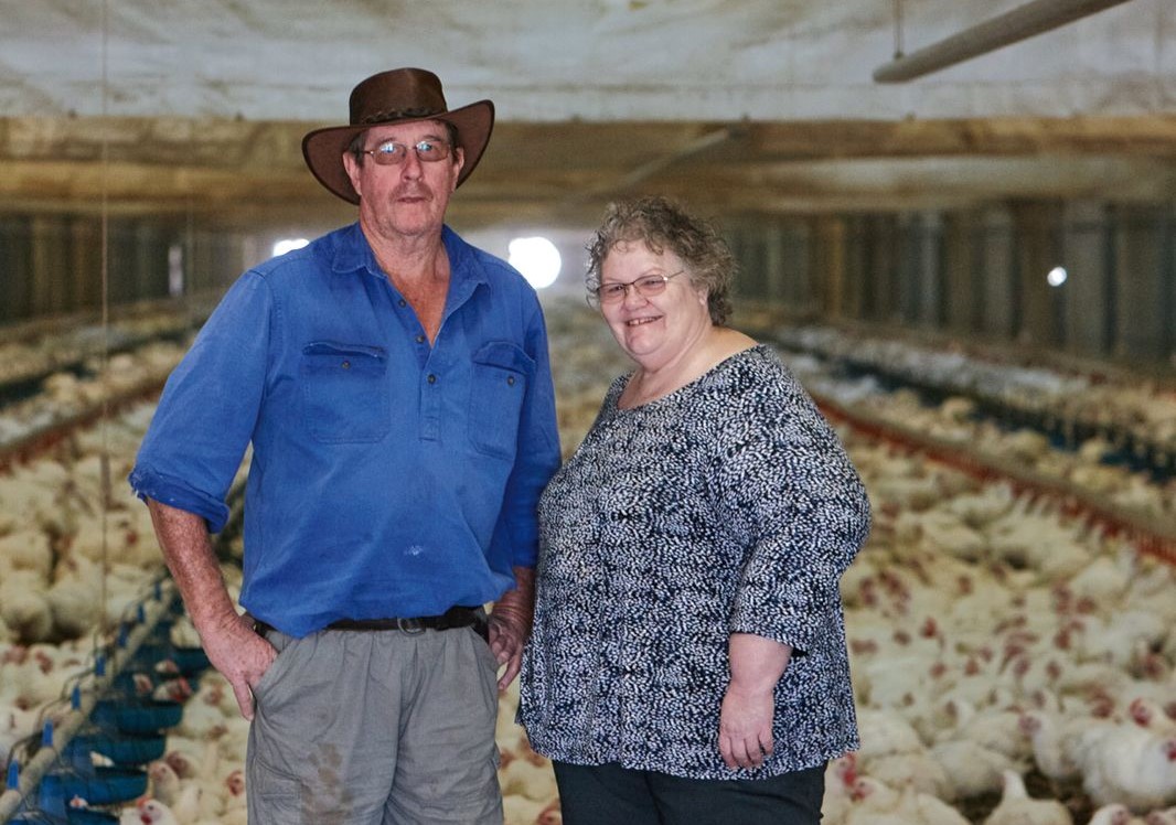 chicken producers