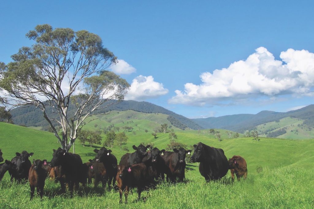Knowla Livestock , cattle industry
