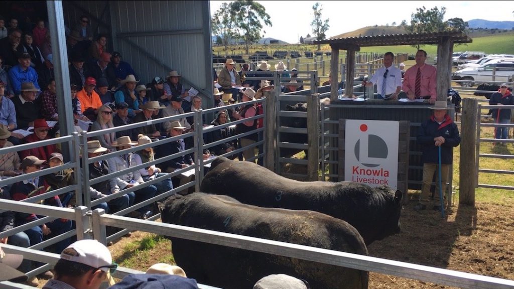 Knowla livestock auction with a great audience of potential buyers.