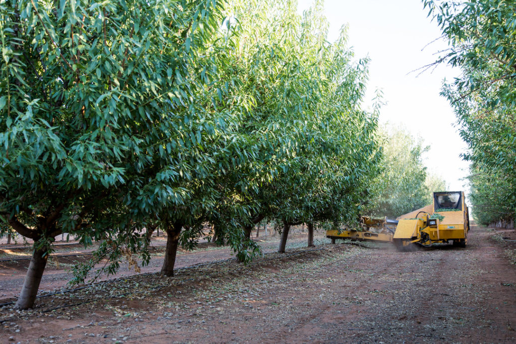 Shaking almond trees during harvest