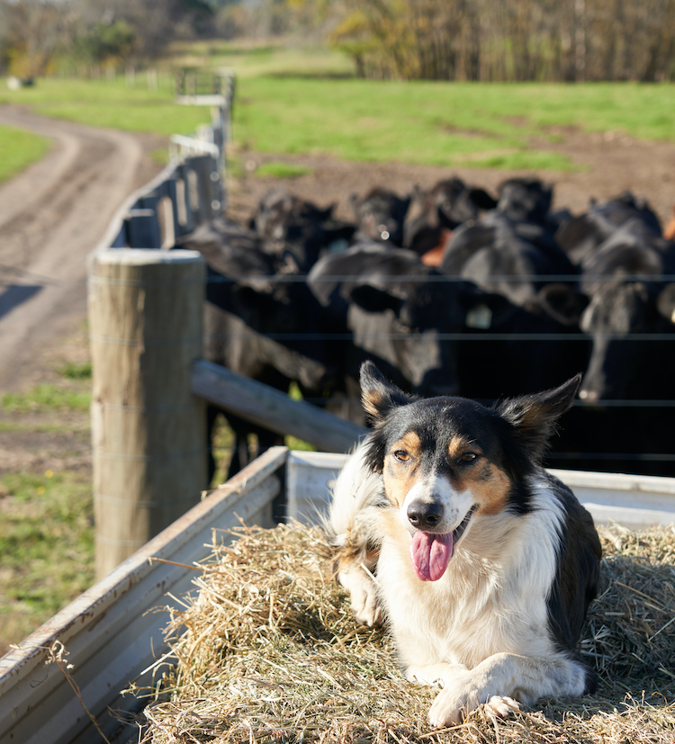Farm dogs: Floss the Boss from Brownlow Hill