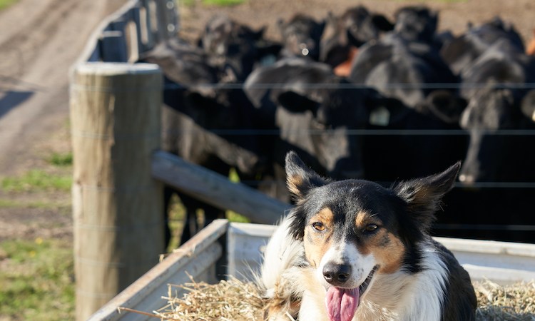 Farm dogs: Floss the Boss from Brownlow Hill