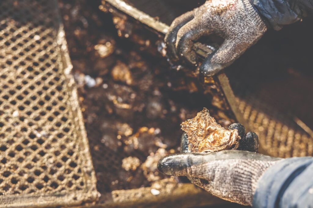 oyster farmers