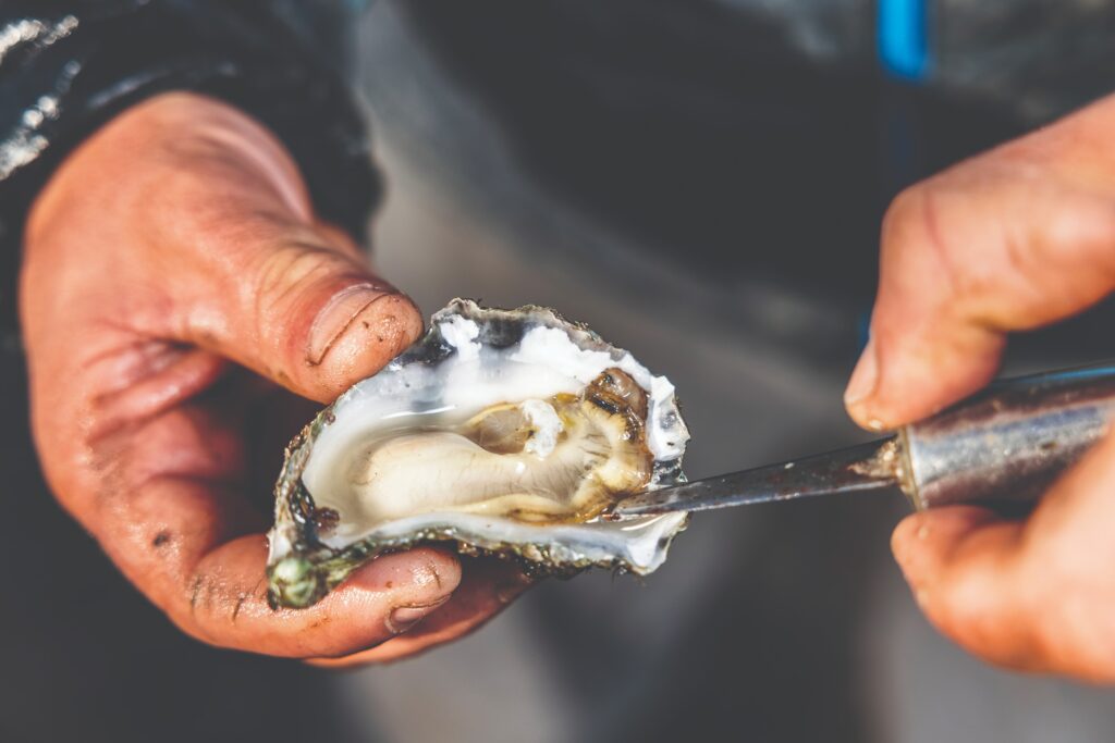 oyster farmers