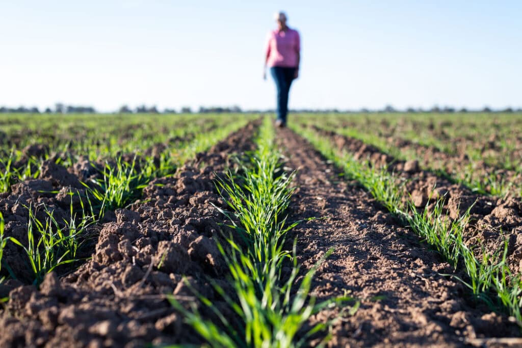 Crops sprouting on grain growers farm