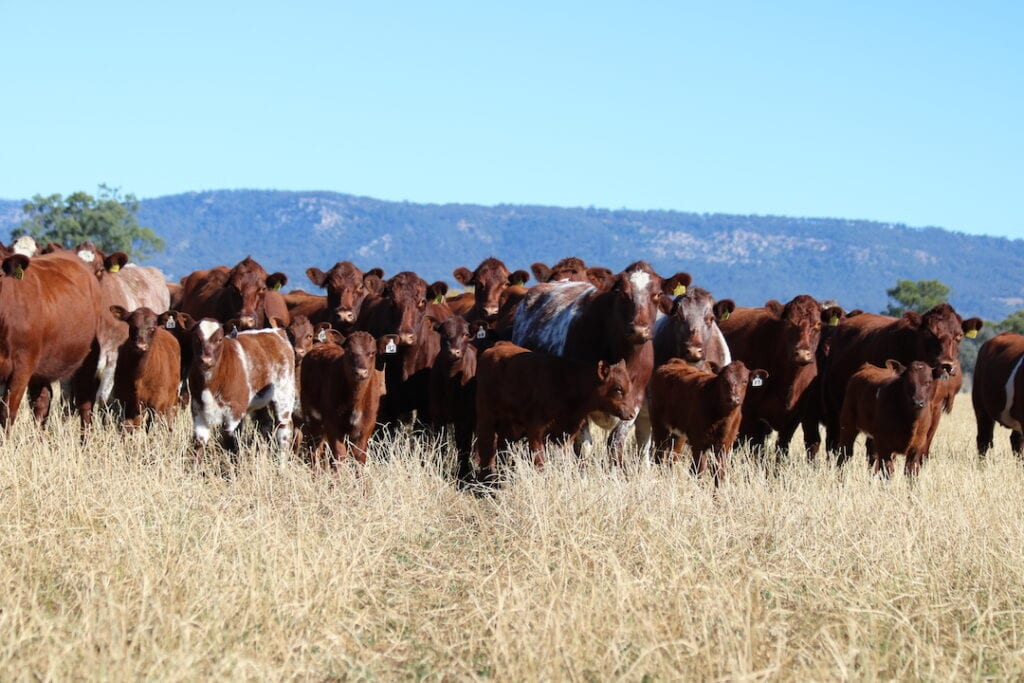 Turanville Autumn calving cows