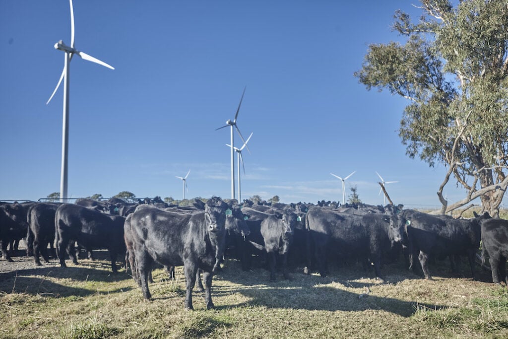 Cattle on a wind farm in NSW