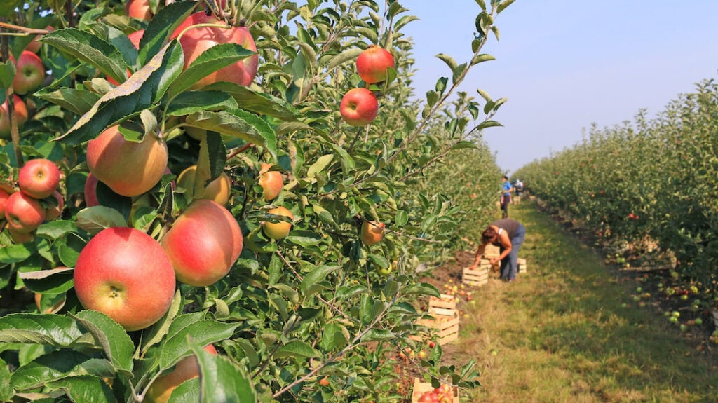 Apple orchard