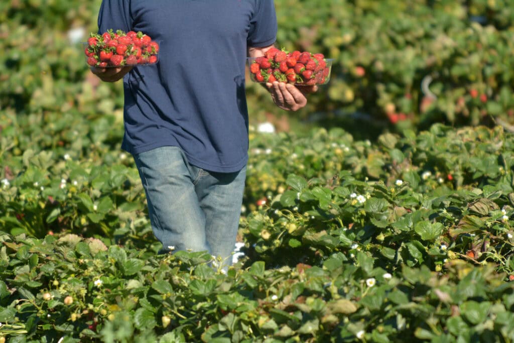 Young farmer using ag visa