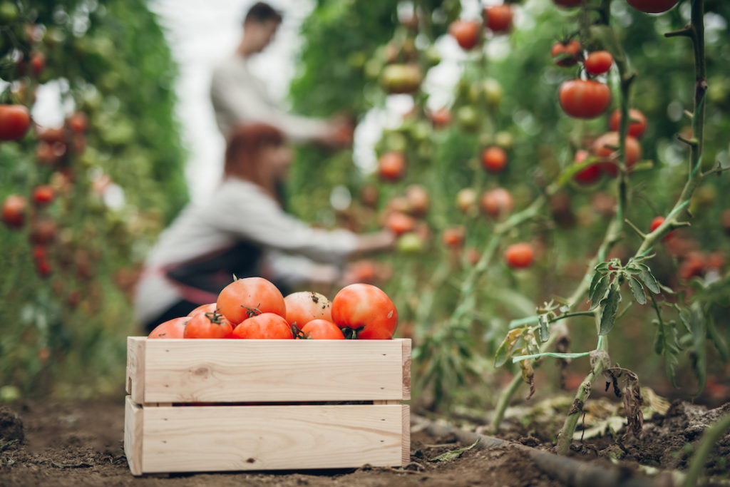Tomatoes growing on vines – ag visa