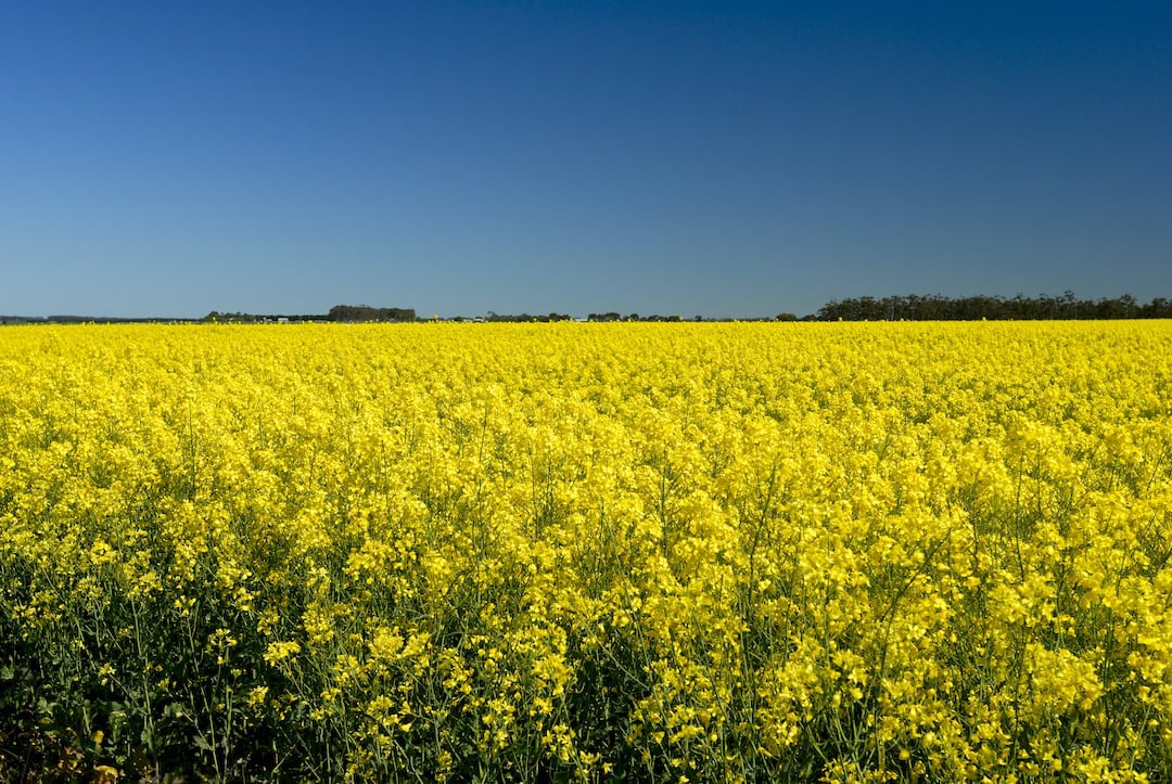 Ripe canola fields in Victoria, Australia