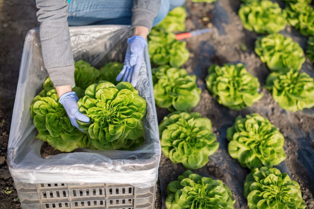 Packing lettuce in bin