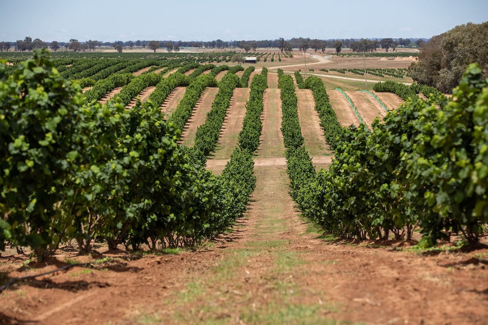 The hazelnut industry for NSW The Farmer Magazine