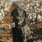 Winston, the farm dog