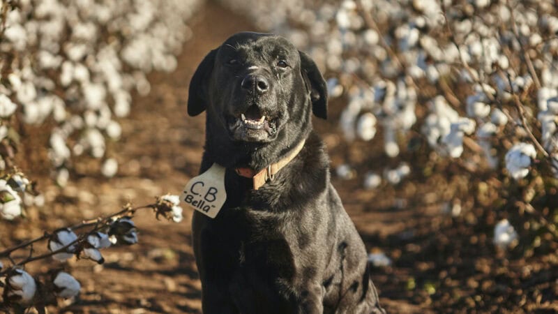 Winston the farm dog from Delungra