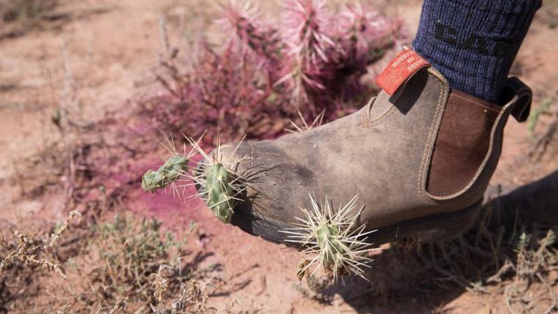 Illegal cactus present a prickly problem