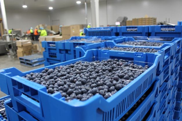 Border blue casts doubt on harvest