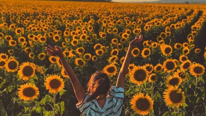 Sunflower crops for tourist selfies