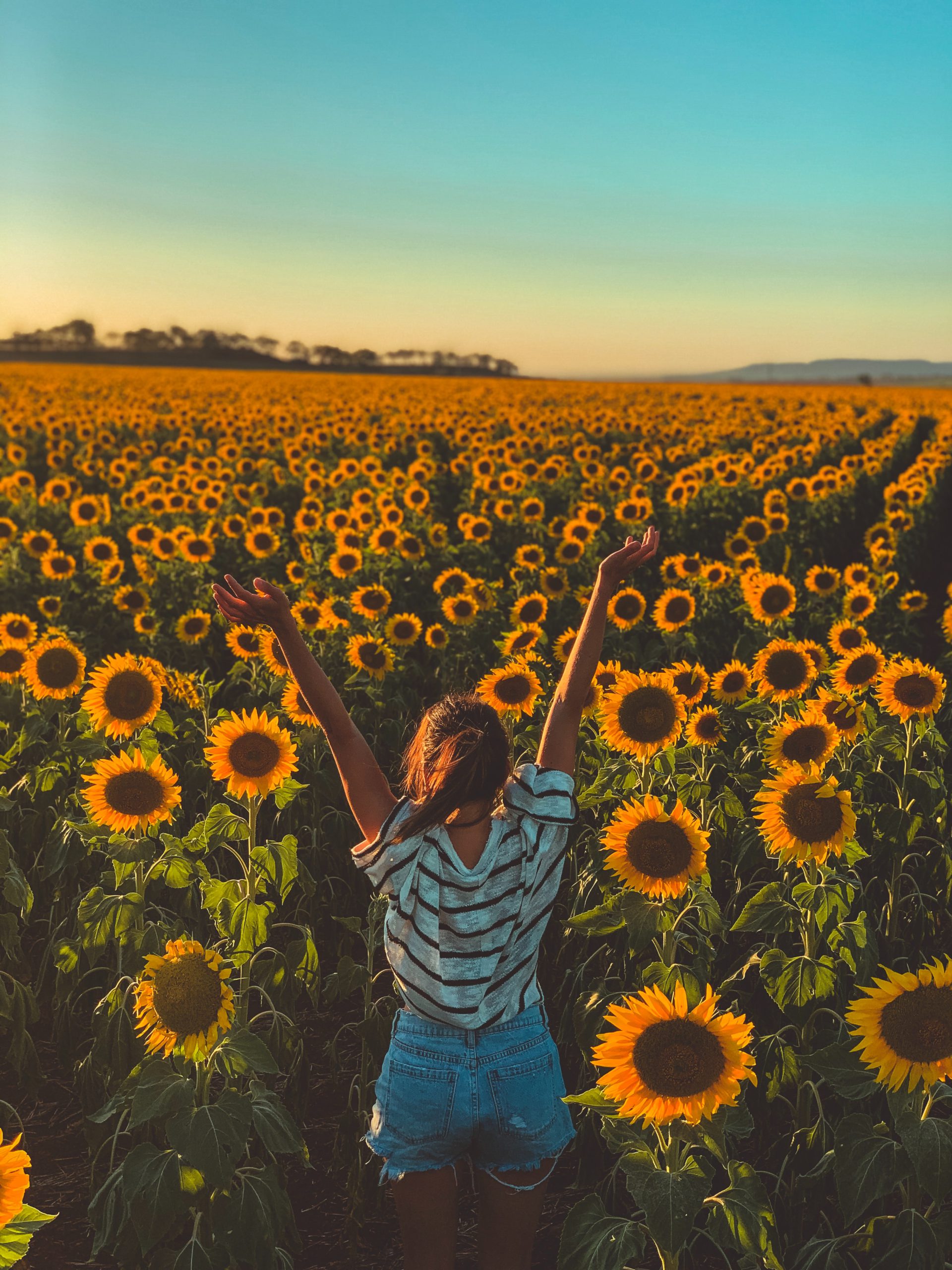 Sunflower crops for tourist selfies