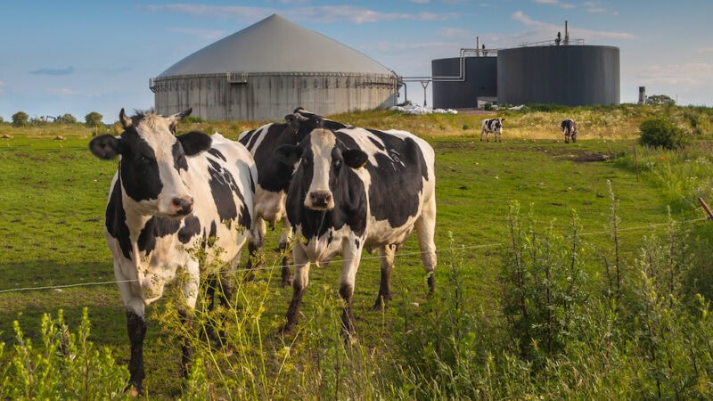 Farmers and the future of bioenergy