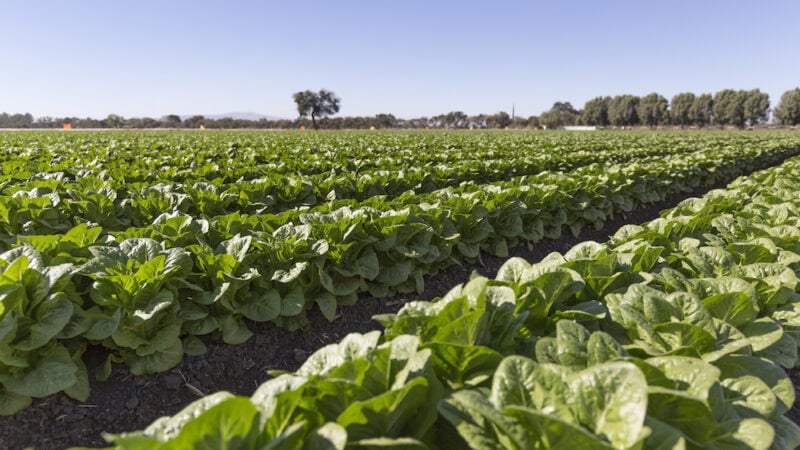 Gems of goodness in the lettuce industry