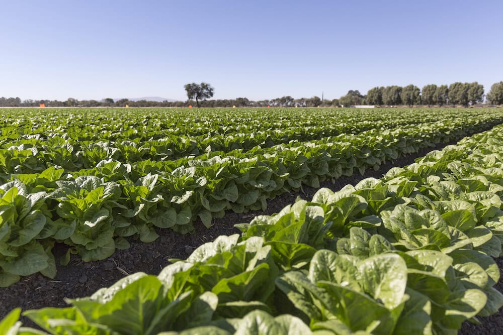 Gems of goodness in the lettuce industry