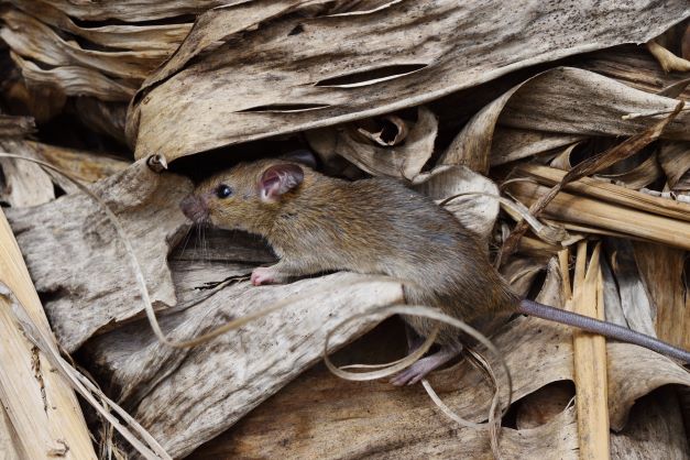 Mouse activity prompts bait rebate reminder