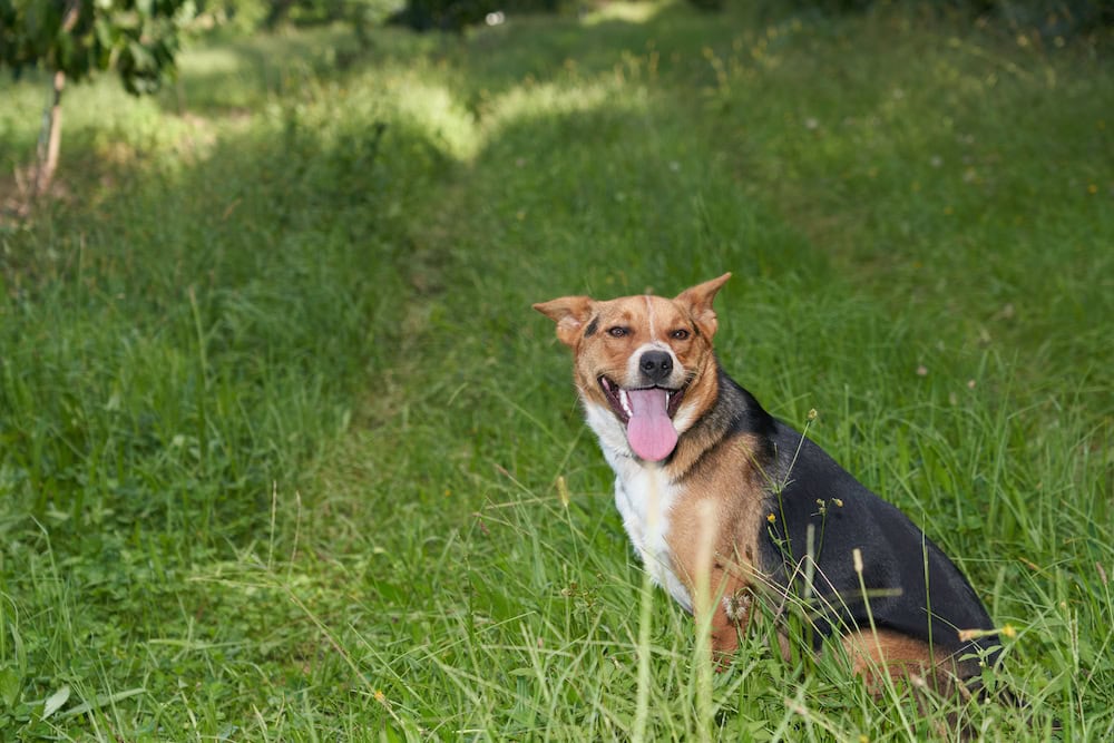 Meet Millie the pup from Peats Ridge