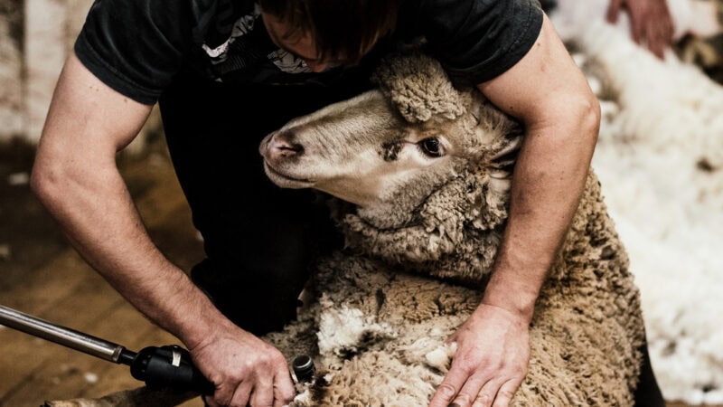 New wool group to cover shearer shortage