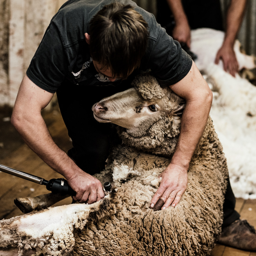 New wool group to cover shearer shortage