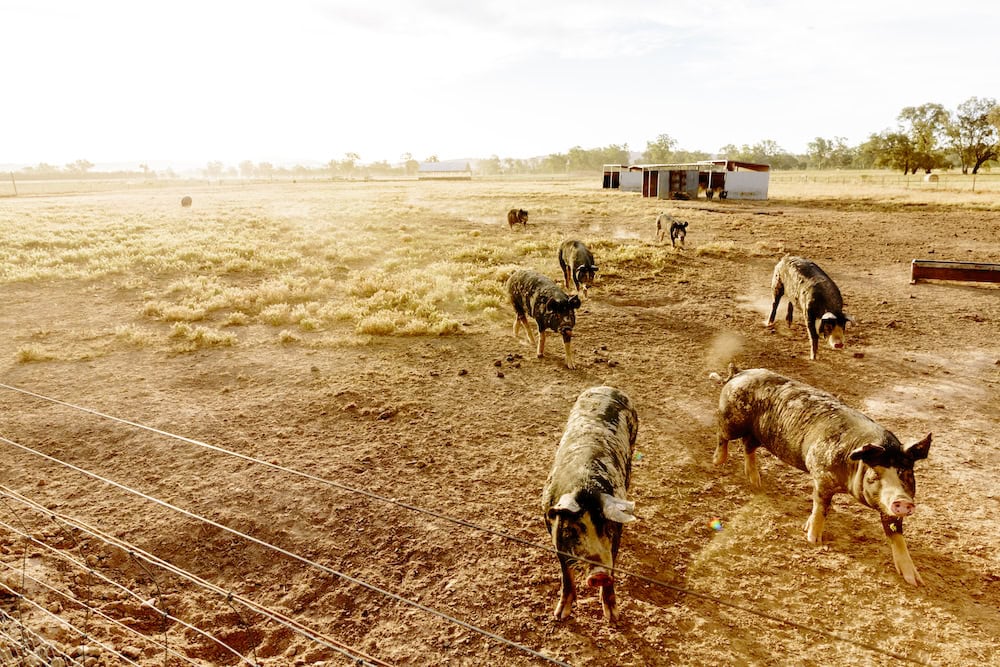 Australian pork industry