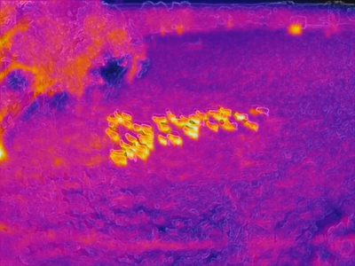 infrared image of sheep