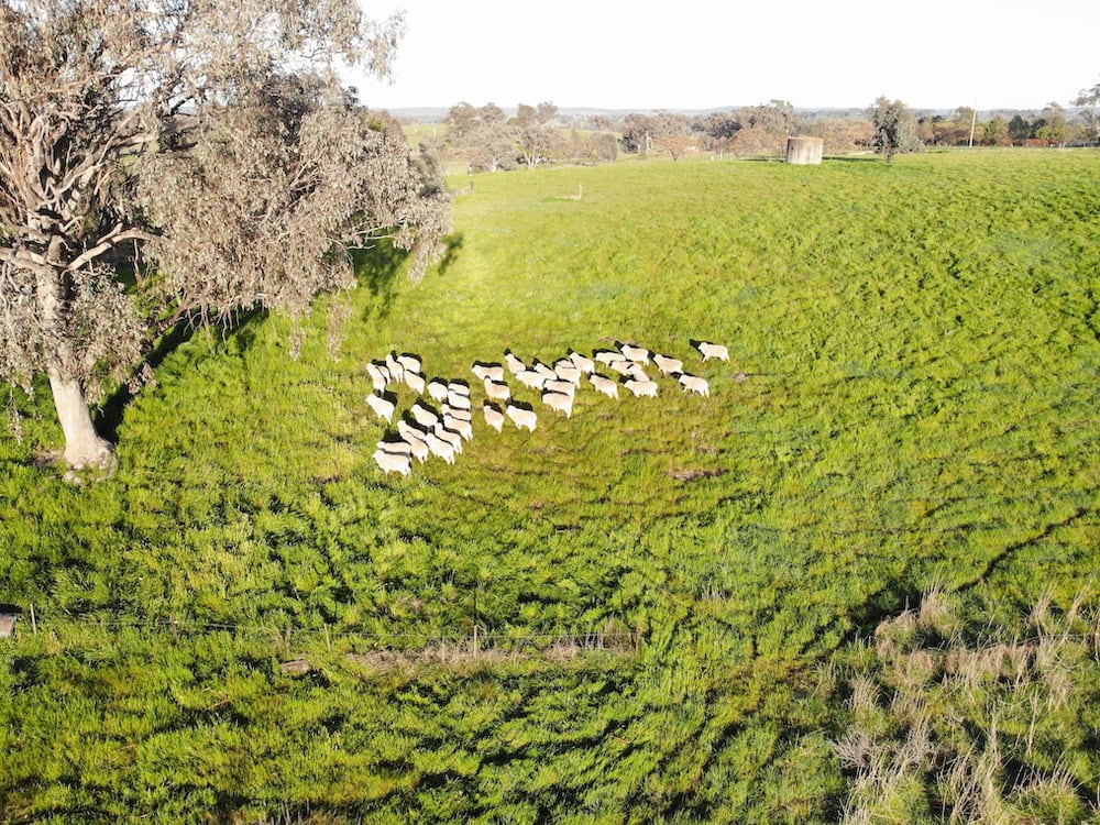 Sheep in paddock