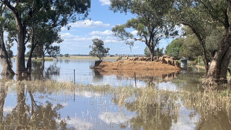 Wet conditions increase blowfly strike risk