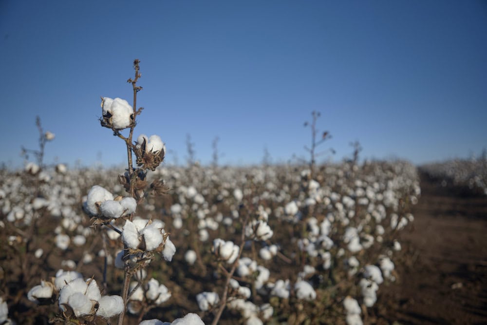 What we do in helping cotton growers to create long-term change.