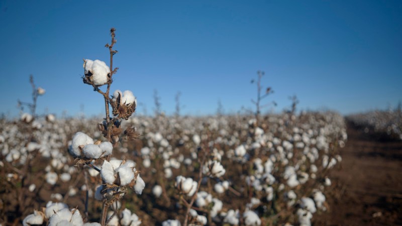 Innovations in the NSW cotton industry