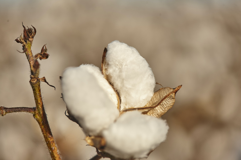 Cotton growing