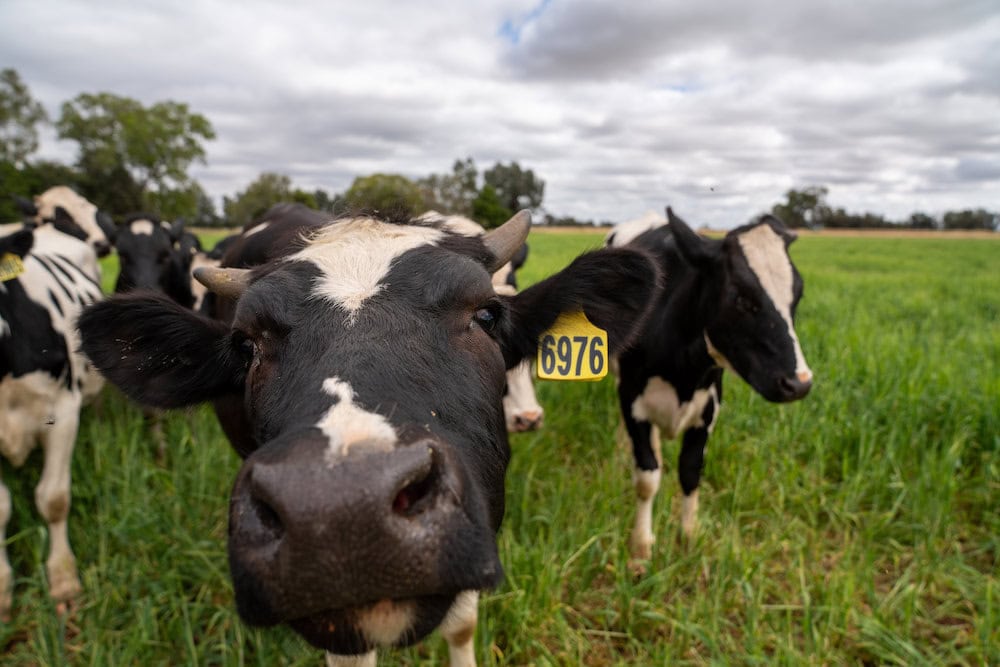 The future is bright for our dairy industry