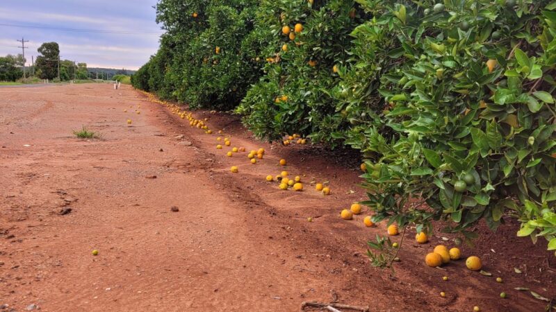 Hail storms smash crops near Griffith