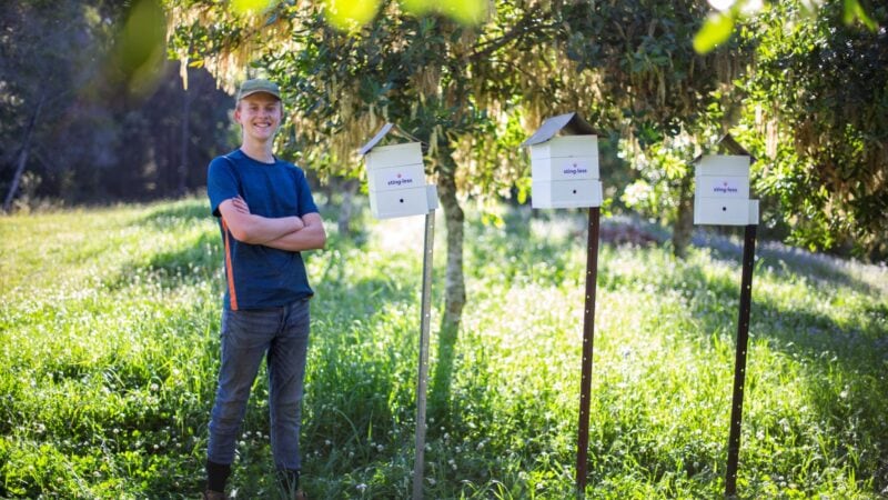 The buzz about stingless bees grows