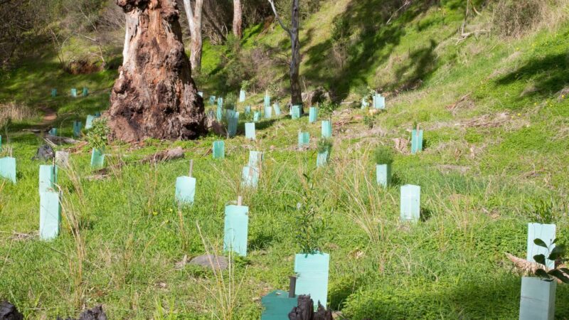 All eyes on carbon farming in Albury