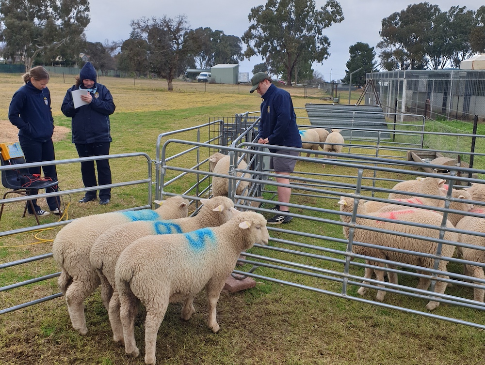 Ag learning at Cowra High School