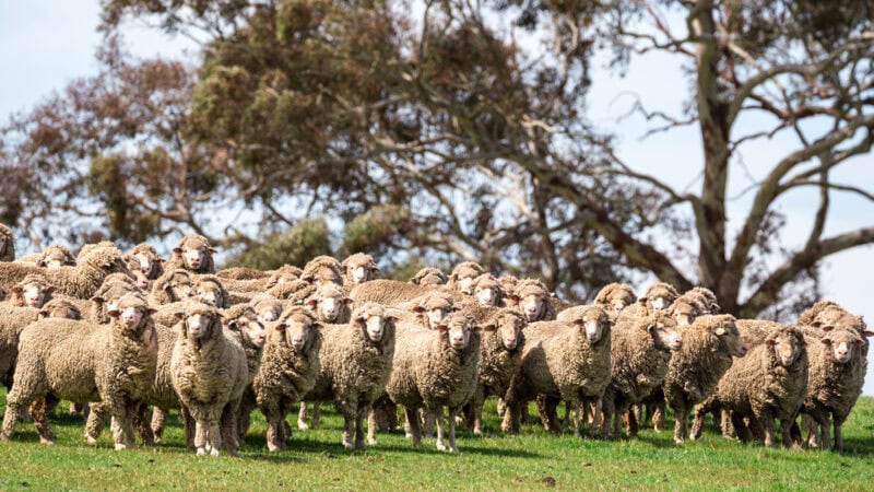 Future-proofing: all eyes on carbon farming in May