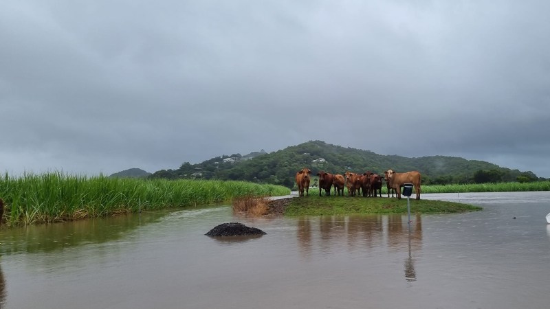 Fodder donations reach flood affected farmers