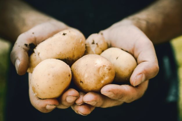 Potato lovers’ festival in Robertson