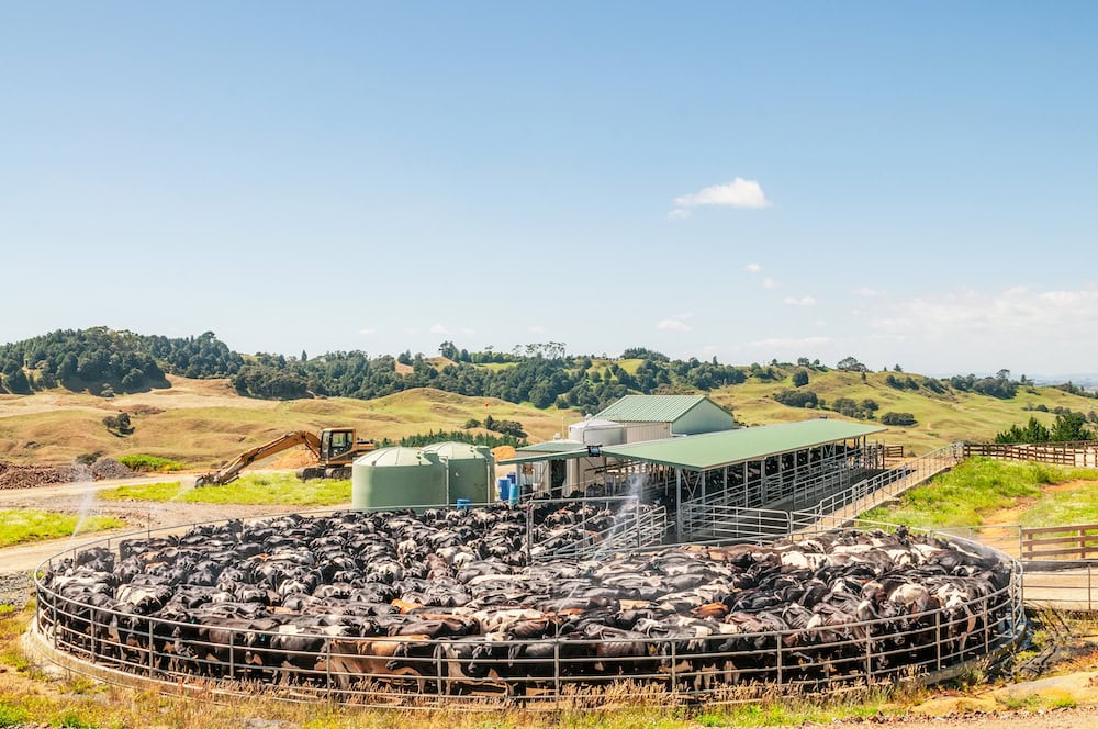 Concern over New Zealand's dairy industry