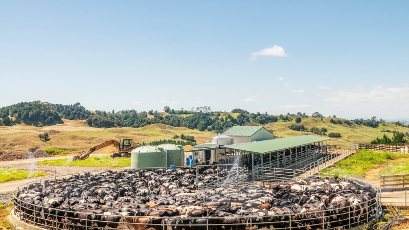 Concern over New Zealand’s dairy industry